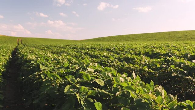 A beautiful soybean field. Land area devoted to soybean production. Growing soybeans. Texture of soybean leaves.	
