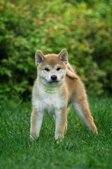 Cute shiba inu puppy on a green lawn in summer playing