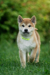 Naklejka na ściany i meble A shiba inu puppy running through the green grass