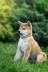 Cute shiba inu puppy on a green lawn in summer playing