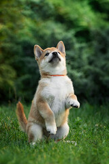 Naklejka na ściany i meble Cute shiba inu puppy on a green lawn in summer playing