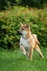 A shiba inu puppy running through the green grass