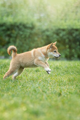 A shiba inu puppy running through the green grass