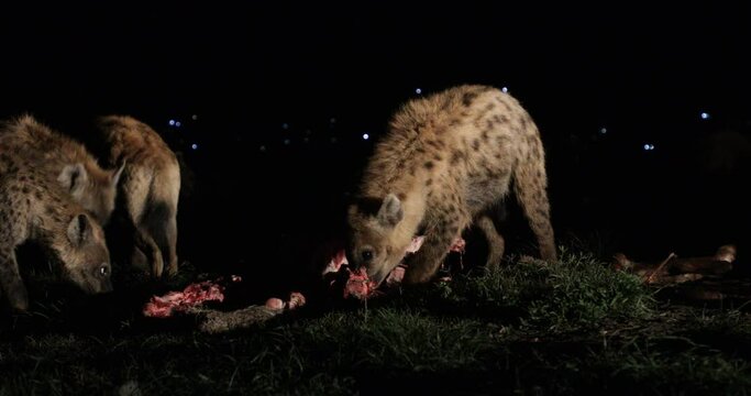 Hyenas Feeding At Night Harar Ethiopia