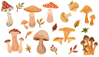 Set of different mushrooms with berries and leaves of trees. Vector flat illustration in hand drawn style