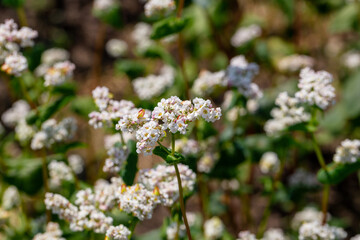 Buckwheat macro with white flowers. Fagopyrum esculentum