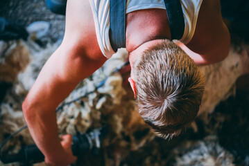 Sheepshearer Tales