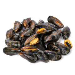 Mussel Aquarion in a shell on a white background