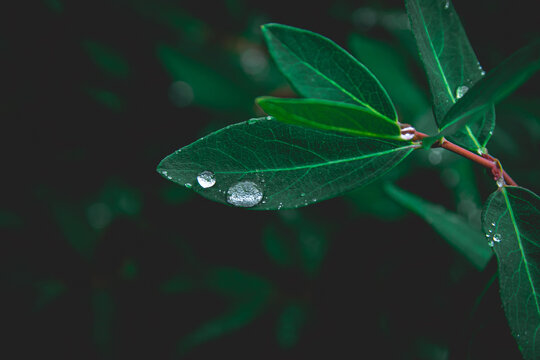 a close up of water droplets on dak green leaves