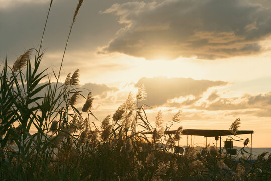 Reeds against beautiful sunset sky. Scenic sunset background wallpaper © 22Imagesstudio
