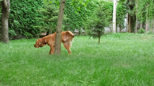 Dog peeing. English cocker spaniel pee at tree in the park. Pet urinating. Animal marking territory.