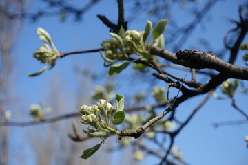 Reproductive buds of apple tree against blue sky in April