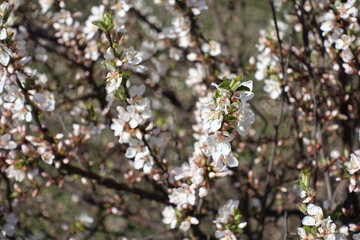 White flowers and green leaves of prunus tomentosa in March