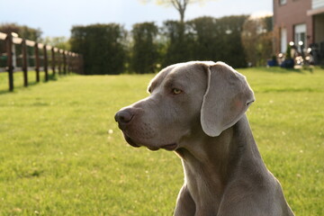 Weimaraner
