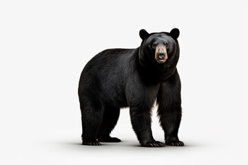 Black bear on a white isolated background