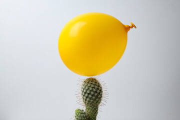 Yellow balloon and cactus on white background