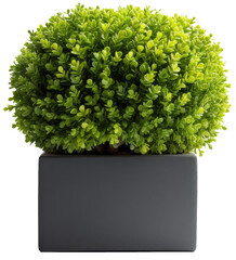 Boxwood trimmed into a spherical shape with transparent background