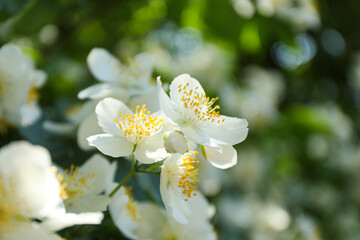 Bush with white flowers outdoors on green background, close up