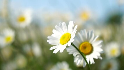 Chamomile. White daisy flowers in a field of green grass sway in the wind at sunset. Chamomile flowers field with green grass. Close up slow motion. Nature, flowers, spring, biology, fauna concept - Powered by Adobe