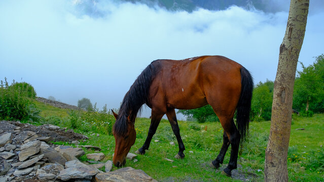Wild horse eating on Kazbegi Mountains: A Breathtaking Landscape of Green Mountains Above the Clouds