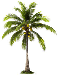 Coconut palm with transparent background