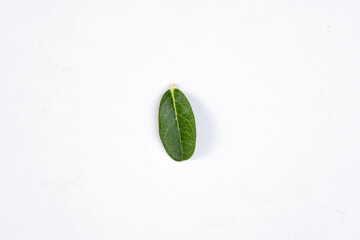 One green leaf of a tropical tree isolated on white background.