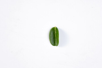 One green leaf of a tropical tree isolated on white background.