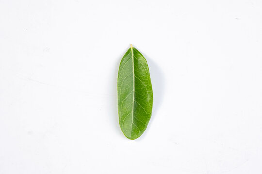One green leaf of a tropical tree isolated on white background.