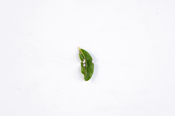 One green leaf of a tropical tree isolated on white background.