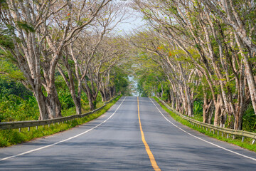 The road through the Rubber tree plantation