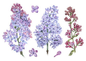 Lilac Flowers set of illustrations. Watercolor botanical drawing of a purple bouquet. Hand drawn clip art isolated on a white background. Floral drawing bundle for greeting card design