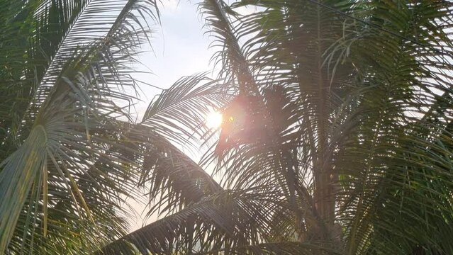 Tropical palm tree leaves in sunlight. Coconut leaves pattern from the side. Selective focus, backlight cause over-exposed image. Summer concept background. Travel concept.