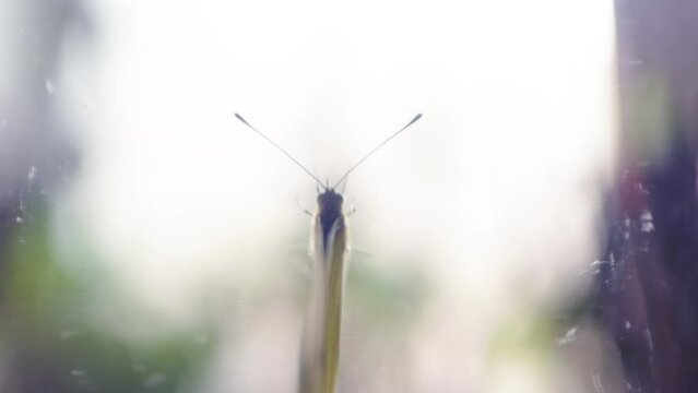 macro image of a green moth captured in a glass jar. the insect has scaly wings and furry face and part of the lepidoptera family
