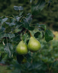 The vegetables photographed in the garden are red and green tomatoes, small cucumbers and pumpkins