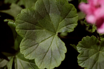Green texture leaf of pelargonium close-up. Garden geranium. Flowering plant in a pot