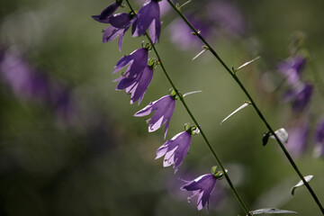 Wild Bellflowers. Campanula medium. Blooming purple flower of bells