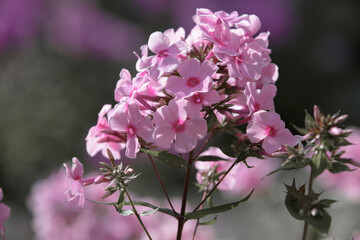 Phlox paniculata flowers, plant close-up. Beautiful pink phlox flowers in the summer garden
