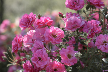 Rose bush with flowering pink roses. Bush of beautiful roses on bright summer day