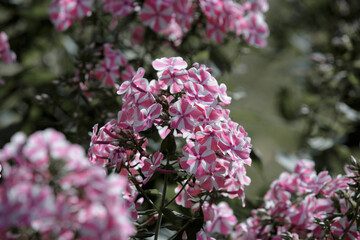 Fototapeta premium Paniculate phlox, garden perennial phlox. Close-up of beautiful pink striped phlox flowers, a variety of Phlox maculata in the garden