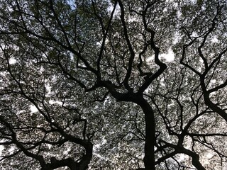 Hawaii. A tropical forest. A captivating contrast photograph of black tree crowns against a bright...