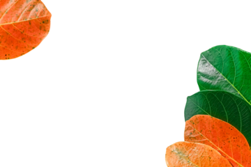 Leaf lemon frame /leaf border arranged into picture frames, frame  jackfruit leaf,Concept of nature, leaf frame, leaf picture, bright green, natural leaf color, transparent background png file