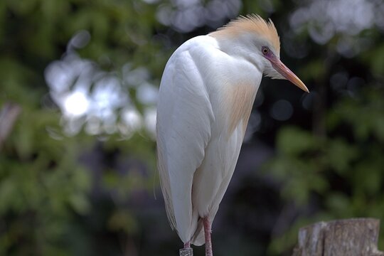 skulona czapla złotawa. (Bubulcus ibis)