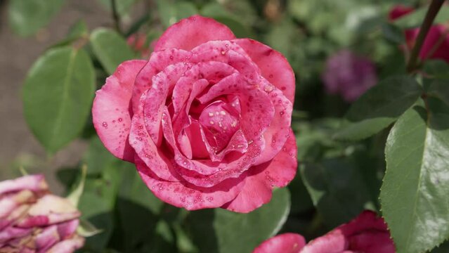Opened pink rose flower with small spots on a sunny day close-up. Ground cover or hybrid tea rose. Blurred leafy background. High quality 4k footage