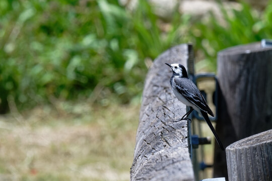 Bergeronnette grise -Motacilla alba - Hochequeue gris