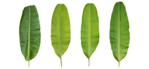fresh banana leaf isolated on transparent. background with clipping path.
