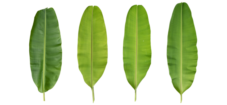 fresh banana leaf isolated on transparent. background with clipping path.