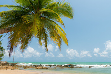 Coconut palm tree on Beautiful Tropical beach, copy space, insert text