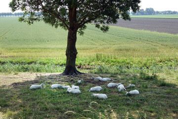 Sleeping sheep in water land Eilandspolder in the Netherlands.