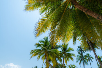 Fototapeta na wymiar Coconut palm tree on Beautiful Tropical beach, copy space.