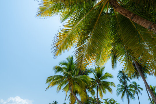 Coconut palm tree on Beautiful Tropical beach, copy space. © T i M e L a P s E